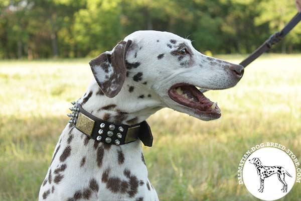 Dalmatian leather collar with vintage hardware for stylish walks
