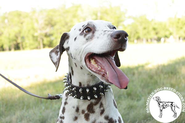 Dalmatian brown leather collar of classy design with nickel plated hardware for daily activity