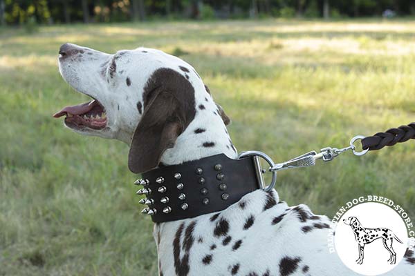 Dalmatian brown leather collar with duly riveted hardware for perfect control