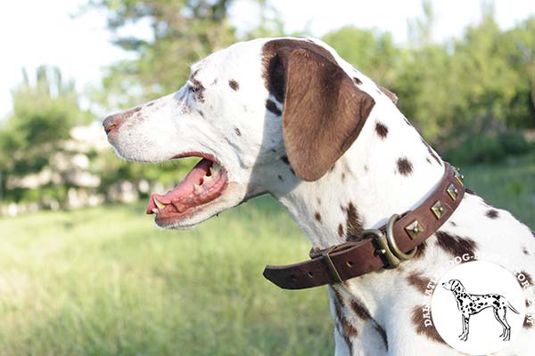 Dalmatian brown leather collar with rust-proof fittings for perfect control