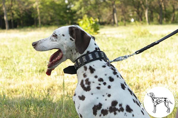 Dalmatian black leather collar with durable nickel plated fittings for better comfort