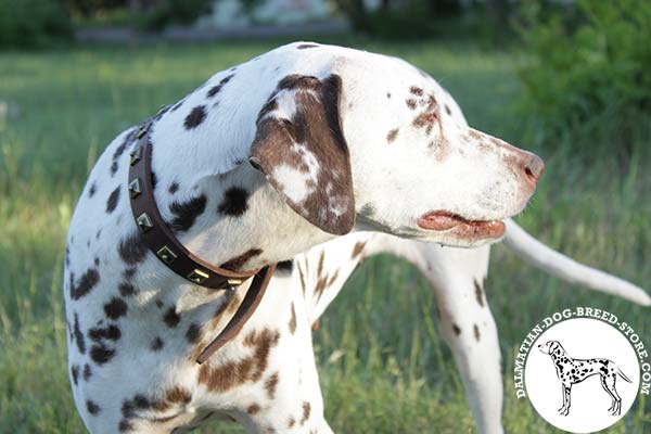 Dalmatian brown leather collar with rust-resistant hardware for better comfort