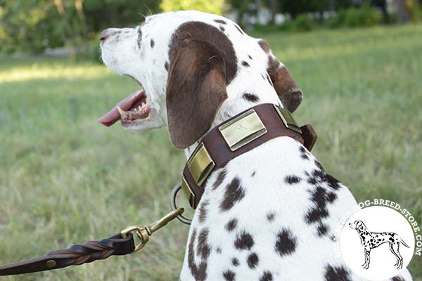 Dalmatian brown leather collar with duly riveted adorned with plates for improved control