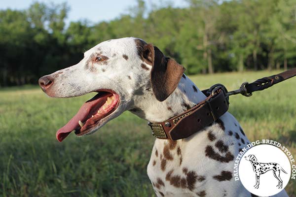 Dalmatian leather collar with strong brass plated hardware for perfect control