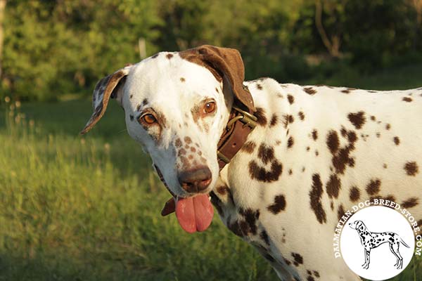 Dalmatian brown leather collar with strong fittings for improved control