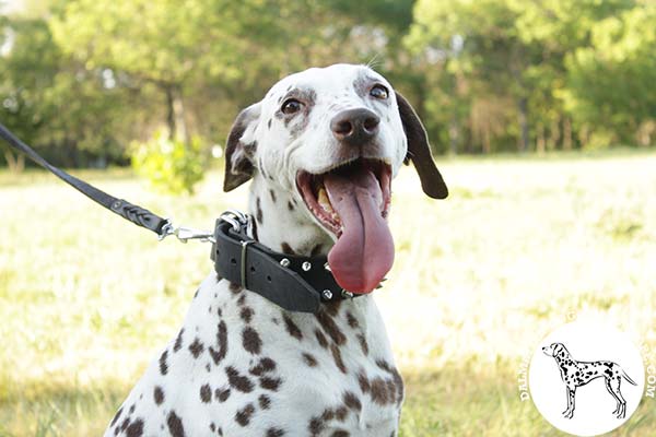 Dalmatian black leather collar of genuine materials with handset adornment for better comfort