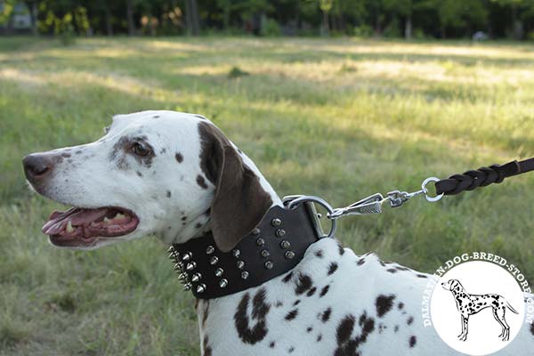 Dalmatian brown leather collar of classy design with traditional buckle for any activity