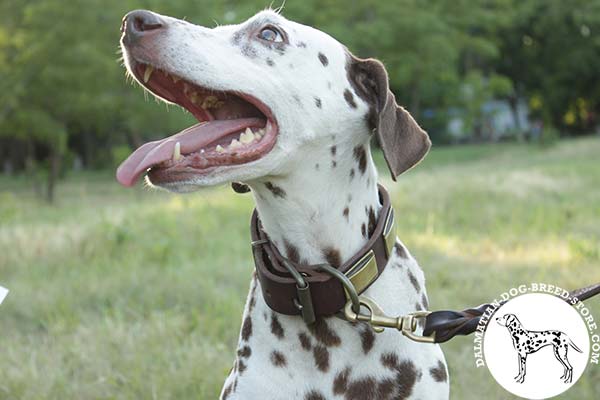 Dalmatian brown leather collar of genuine materials with plates placed in row for basic training