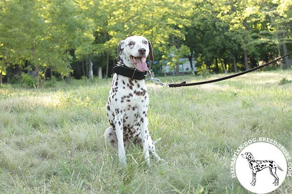 Dalmatian brown leather collar with rust-resistant fittings for improved control