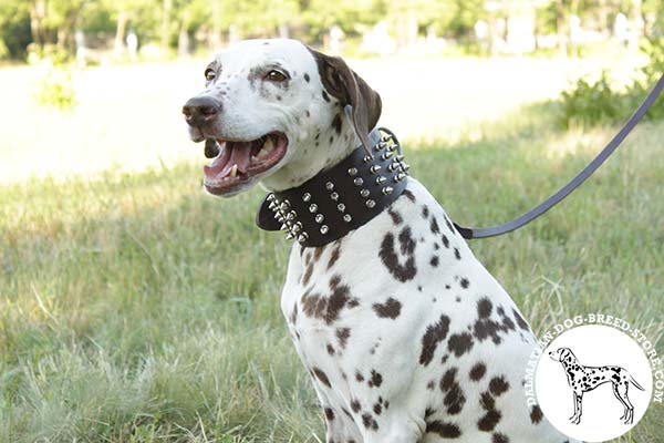 Dalmatian brown leather collar wide with nickel plated hardware for quality control