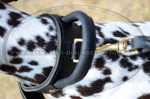 Dalmatian dog collar for Dalmatian activities