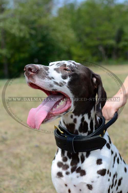 Dalmatian leather collar equipped with handle