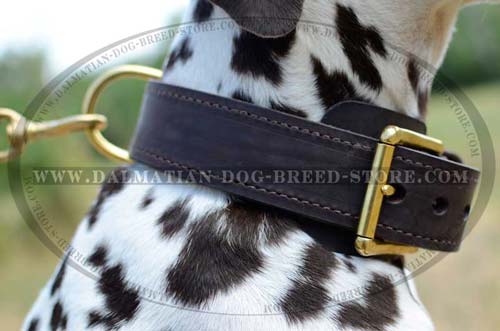 Dalmatian leather collar equipped with solid D-ring and buckle