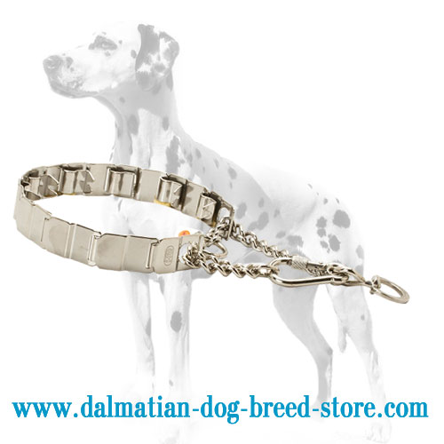 Dog pinch collar for Dalmatian, natural influence