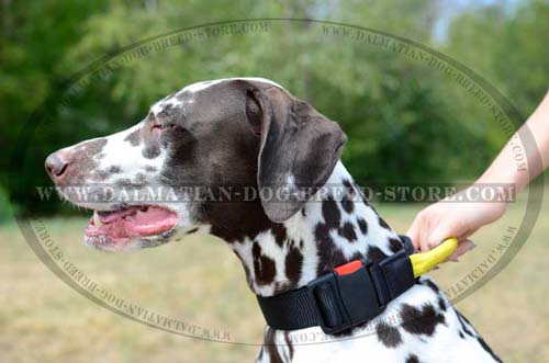 Dalmatian nylon collar for walking