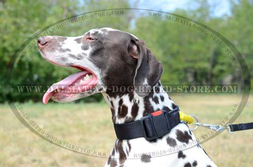 Perfectly fitting nylon collar for Dalmatian