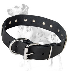 Fancy leather dog collar for Dalmatians