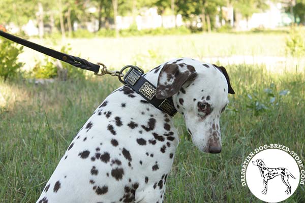 Distinguished leather Dalmatian collar with massive plates