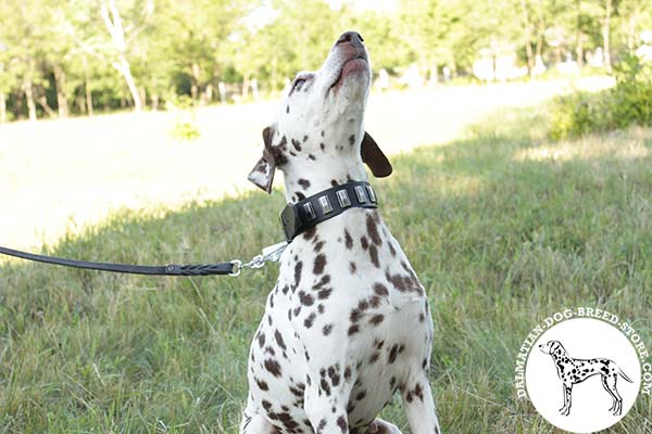 Reliable leather Dalmatian collar