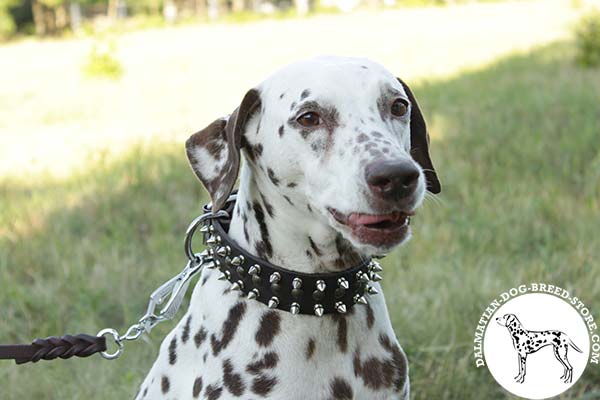 Dog-safe walking leather Dalmatian collar