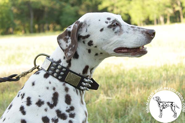 Adorned leather Dalmatian collar