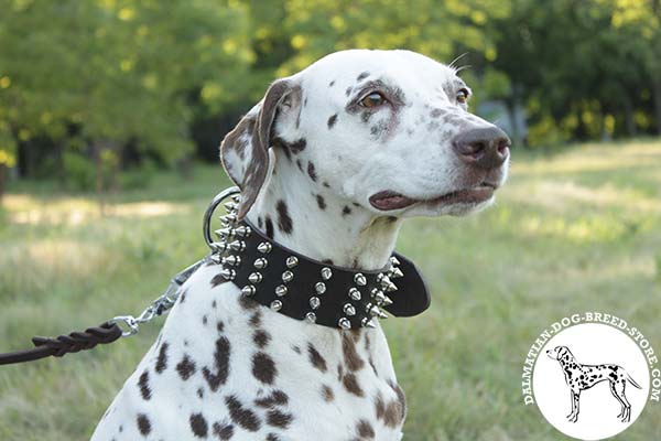 Exceptional leather Dalmatian collar with hand-set spikes