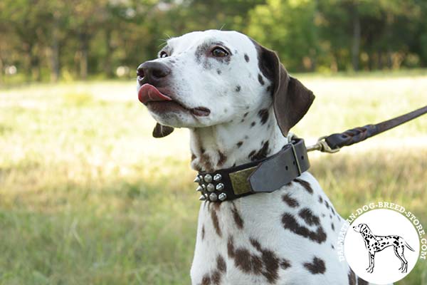 Chic leather dog collar for Dalmatian with mixed adornment