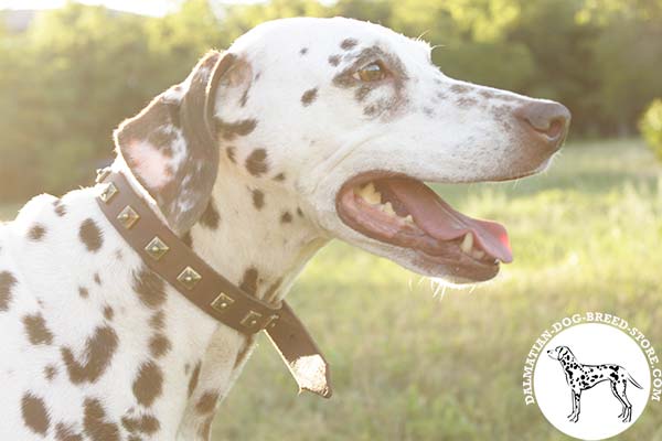 Decorated narrow leather Dalmatian collar