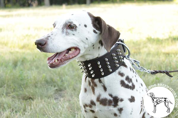 Wide leather Dalmatian collar with 4 rows of silver-like spikes