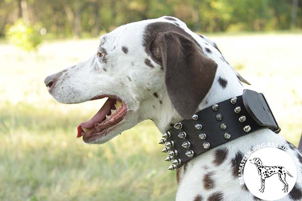 Super comfy leather Dalmatian collar
