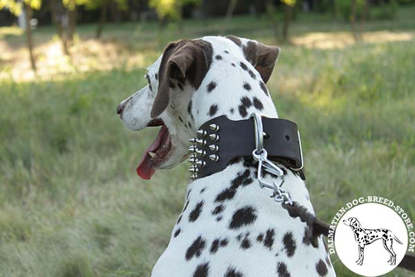 Super comfy leather Dalmatian collar