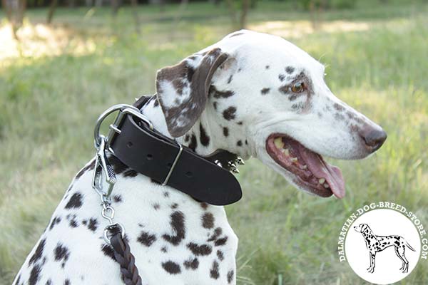 Wide leather Dalmatian collar with nickel plated buckle and D-ring