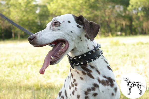 Leather Dalmatian collar with 2 rows of shiny spikes
