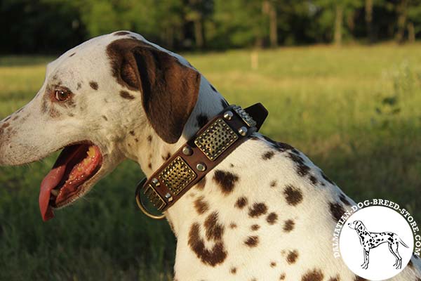 Embellished leather Dalmatian collar with brass covered plates and pyramids