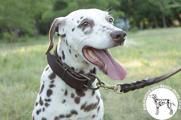 A-class leather Dalmatian collar with corrosion resistant brass hardware