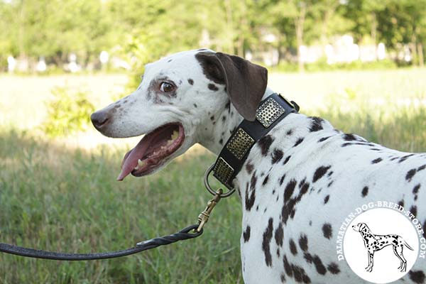 Deluxe leather Dalmatian collar with embossed brass plates