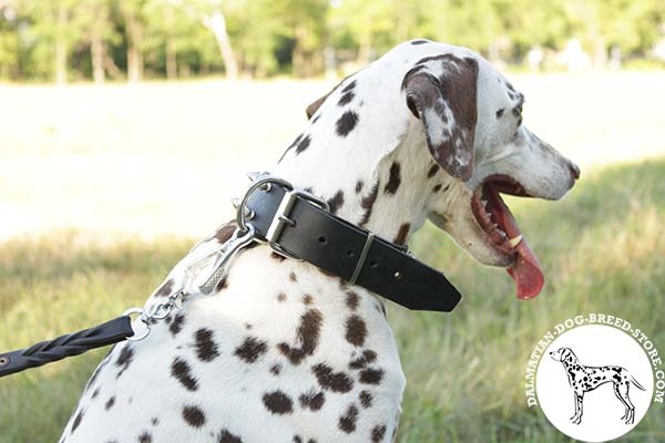 Five-star leather Dalmatian collar with nickel plated hardware