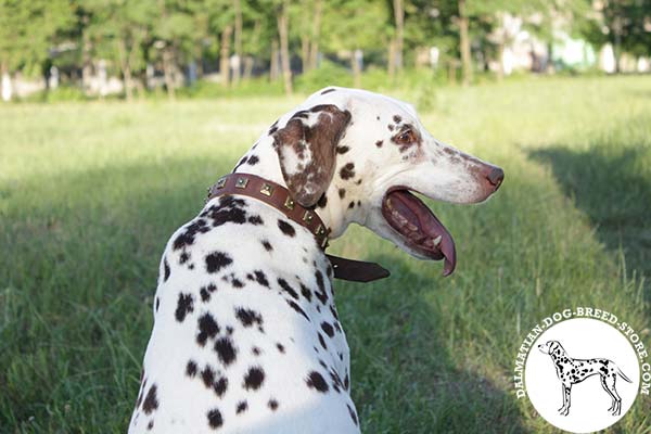 Showy leather canine collar for Dalmatian with brass embellishment