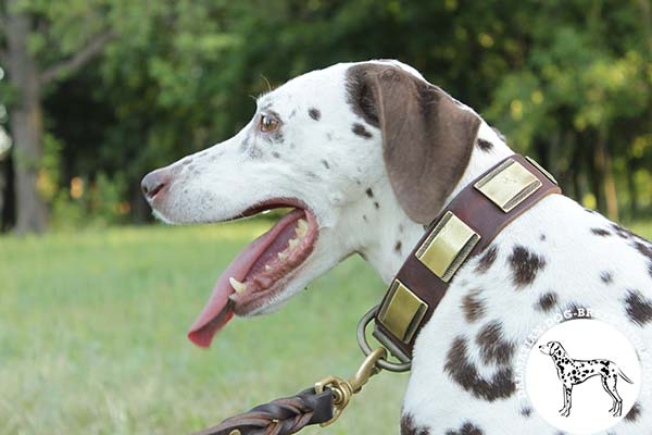 Extravagant leather canine collar for Dalmatian with brass plates
