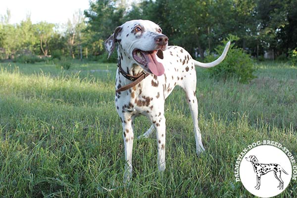 Up-to-trend leather canine collar for Dalmatian with brass adornment