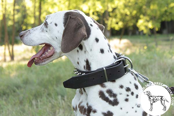 Sturdy leather canine collar for Dalmatian with rust-proof fittings
