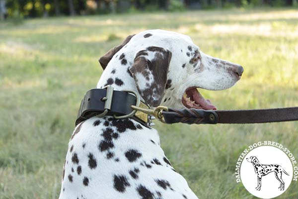 Easy-to-adjust leather dog collar for Dalmatian with brass fittings