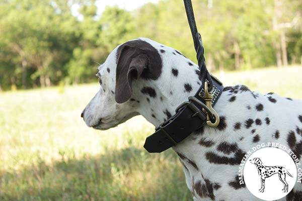 Super strong leather dog collar for Dalmatian with brass hardware