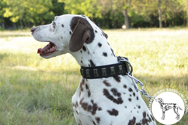 Luxurious leather dog collar for Dalmatian embellished with nickel covered plates