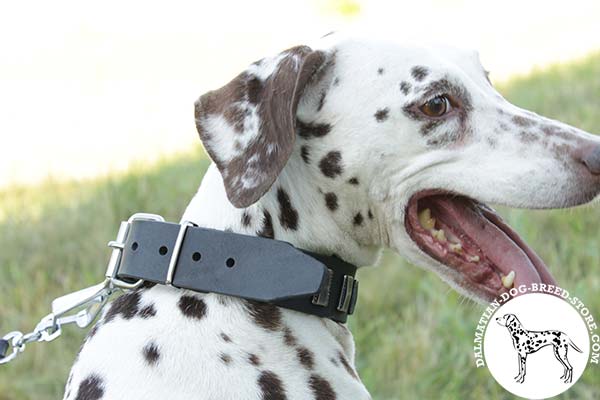 Leather dog collar for Dalmatian with nickel plated buckle for leash fixation