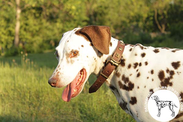 Catchy leather dog collar for Dalmatian with brass buckle