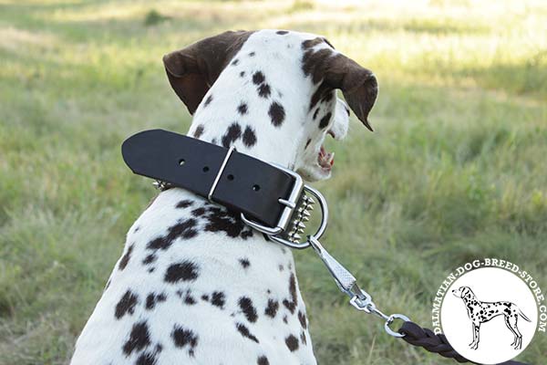 Dog-safe leather dog collar for Dalmatian with massive buckle and D-ring