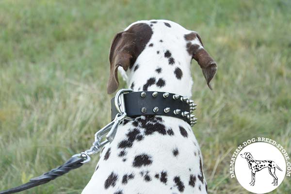 High class leather dog collar for Dalmatian collar with D-ring for leash attachment