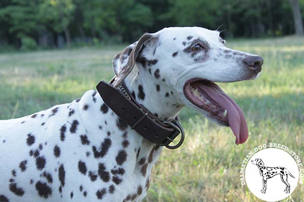 Handcrafted leather dog collar for Dalmatian with brass buckle
