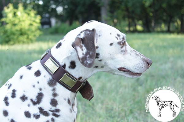 Amazing leather dog collar for Dalmatian with embossed brass plates